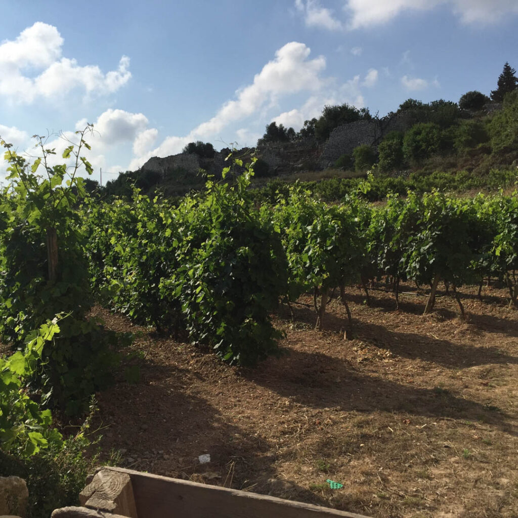 Maltese viticulture, grapes, winemaking