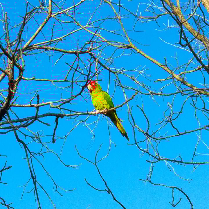 The birds of Spring