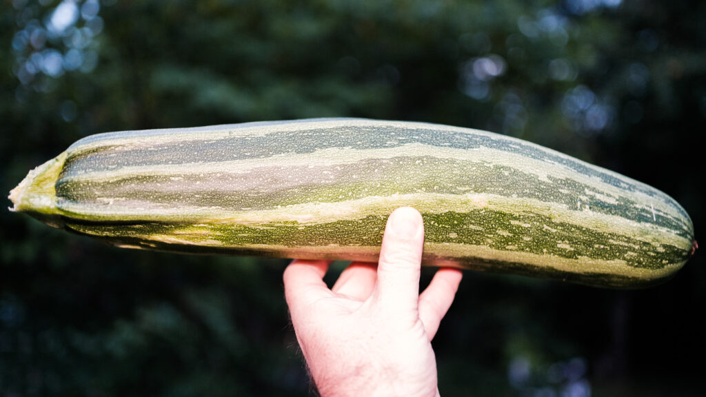 A zucchini in hand
