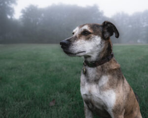 A faint mist in the air and Luke the Dog.