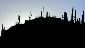 Tucson cactus on a hill