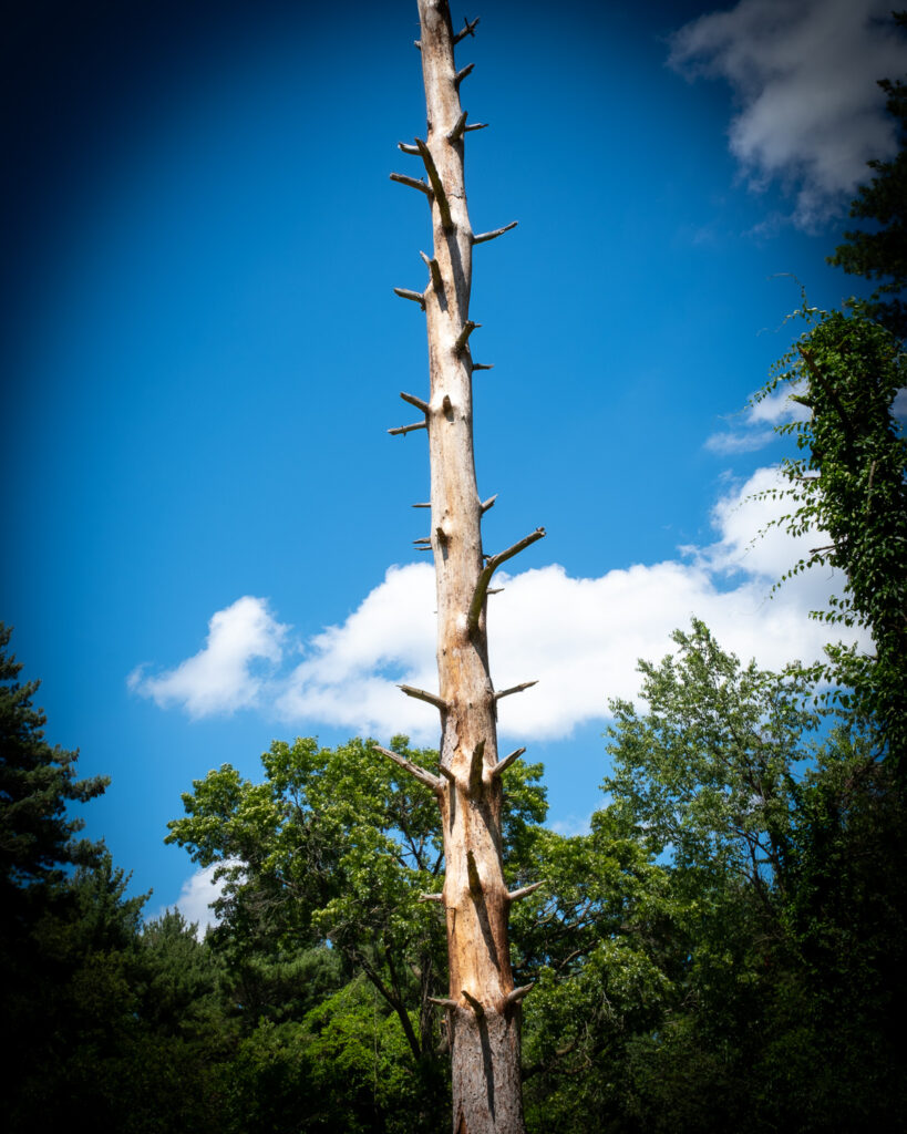 Are you spiky like a tree?