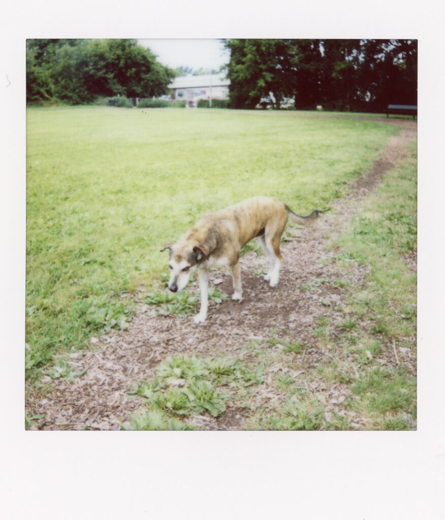 FIDO Dog Park